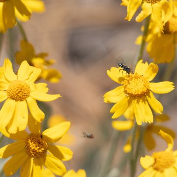 Eriophyllum lanatum subsp. arachnoideum