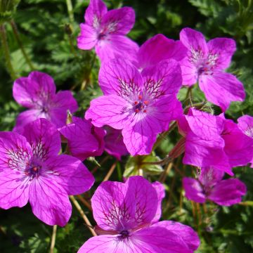 Erodium manescavii