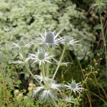 Cardo azul Jos Eijking - Eryngium zabelii Cardo azul Jos Eijking - Eryngium zabelii