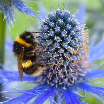 Cardo-marítimo Lapis Blue - Eryngium maritimum