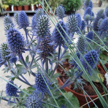 Cardo azul Tiny Jackpot - Eryngium planum