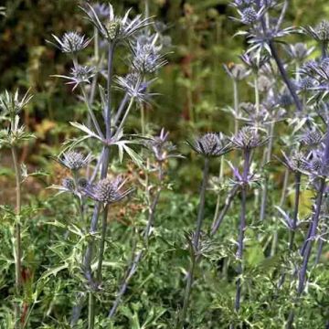 Cardo-azul - Eryngium bourgatii