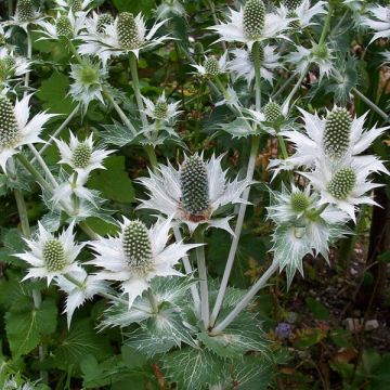 Eryngium giganteum