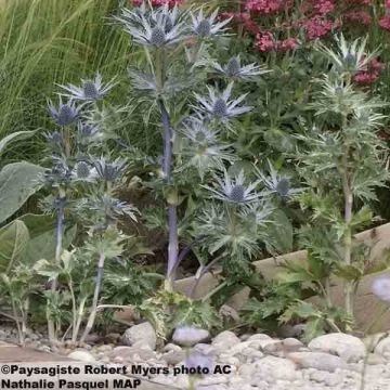 Eryngium oliverianum