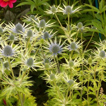 Cardo azul Neptune's Gold - Eryngium planum