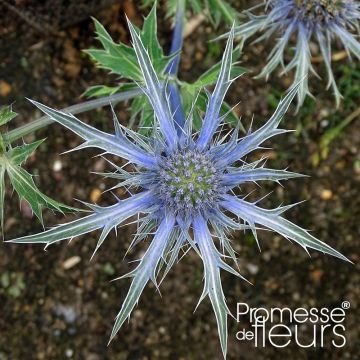 Cardo azul Violetta - Eryngium × zabelii