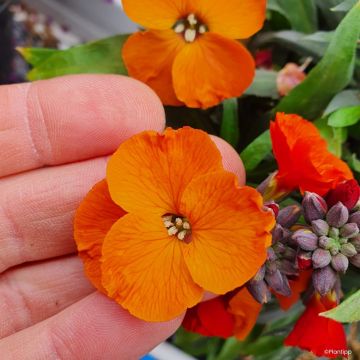 Erysimum Colour Vibe Orange