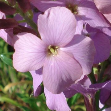 Erysimum Jenny Brook