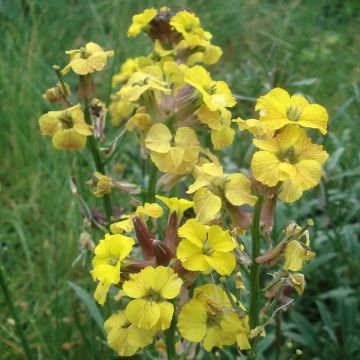 Erysimum Jubilee Gold