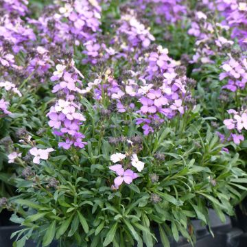 Erysimum Poem Lavender