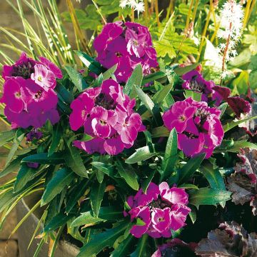 Erysimum Winter Joy Improved