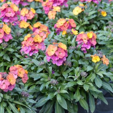 Erysimum Winter Party