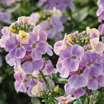 Erysimum Winter Romance em minimottes