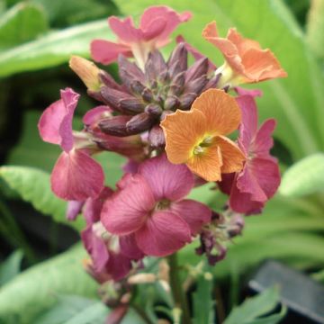 Erysimum Constant Cheer