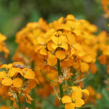 Erysimum Zwerg Mango