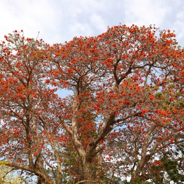 Erythrina caffra - Árvore-do-coral