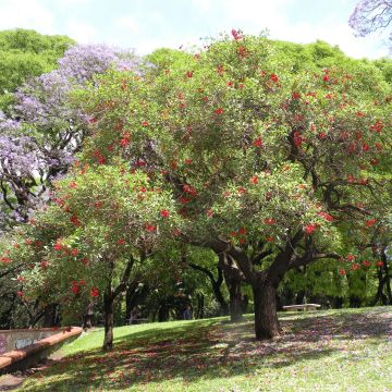 Erythrina crista-galli - Árvore-do-coral