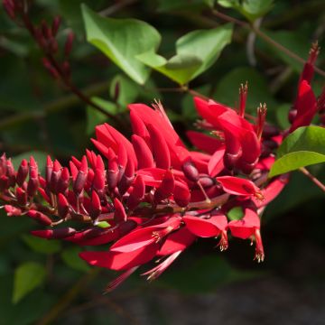 Erythrina × bidwillii