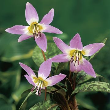 Erythronium dens-canis Lilac Wonder - Dente-de-cão