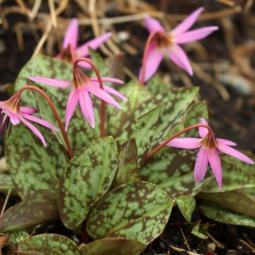 Erythronium dens-canis Purple King - Dente-de-cão