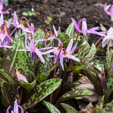 Erythronium dens-canis Rose Queen - Dente-de-cão