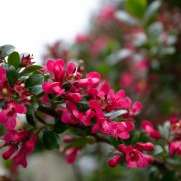 Escallónia Dart's Rosy Red