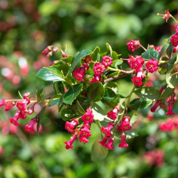 Escallonia rubra var. macrantha Crimson Spire