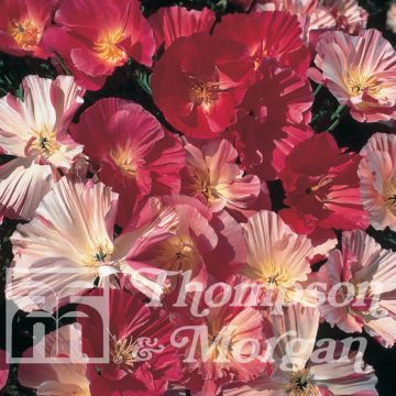 Papoila-da-califórnia Color Champagne and Roses em sementes