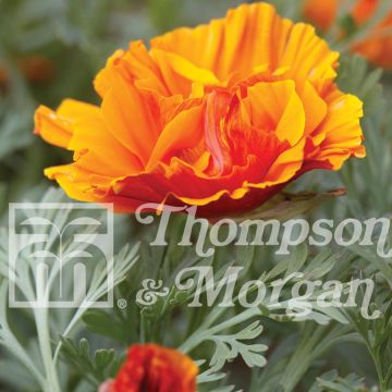 Papoila-da-califórnia Rosebud orange em sementes