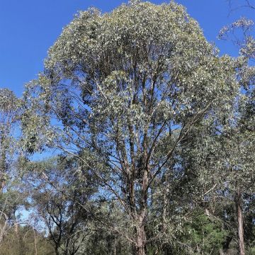 Eucalyptus camphora subsp. humeana