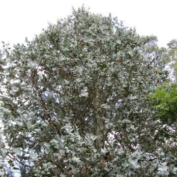 Eucalyptus cordata subsp. quadrangulosa