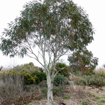 Eucalyptus pauciflora subsp. niphophila