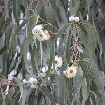Eucalyptus urnigera × archeri Milligan