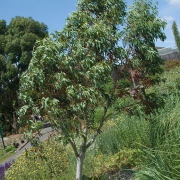 Eucalyptus niphophila em sementes - Eucalipto-das-neves