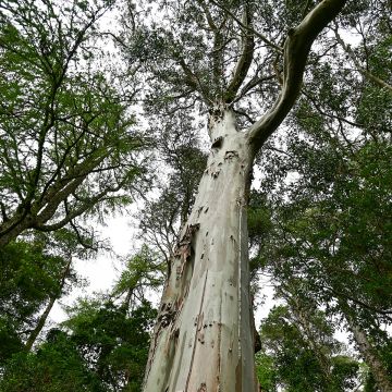 Eucalyptus regnans em sementes - Eucalipto