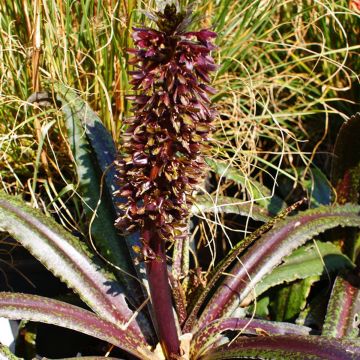 Eucomis Freckles