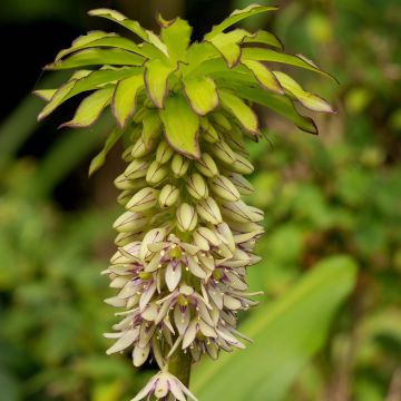 Eucomis bicolor