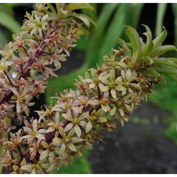 Eucomis pole
