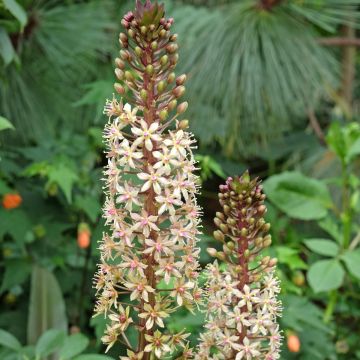 Eucomis comosa Sparkling Burgundy