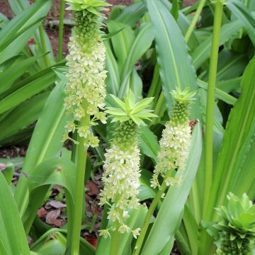 Eucomis comosa Tugela Jade