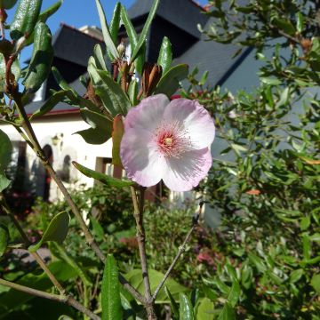 Eucryphia lucida Pink Cloud