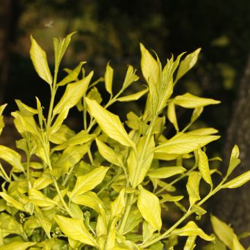Evónimo-europeu Chrysophyllus - Euonymus europaeus