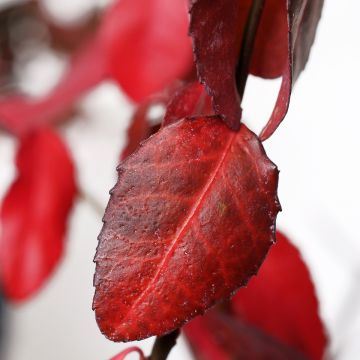 Evónimo-trepador Coloratus - Euonymus fortunei