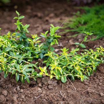 Evónimo-trepador Sunspot - Euonymus fortunei