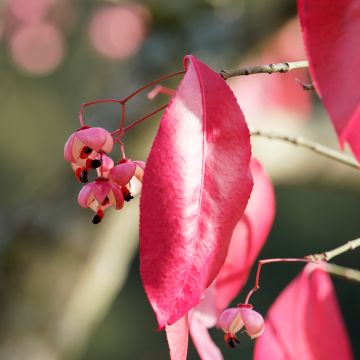 Euonymus grandiflorus Red Wine