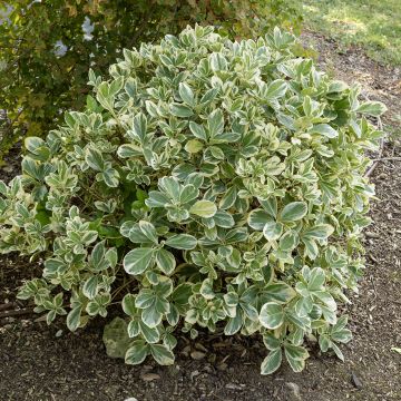 Evónimo do Japão Bravo