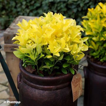 Evónimo do Japão El Dorado