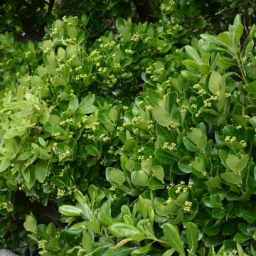 Euonymus japonicus