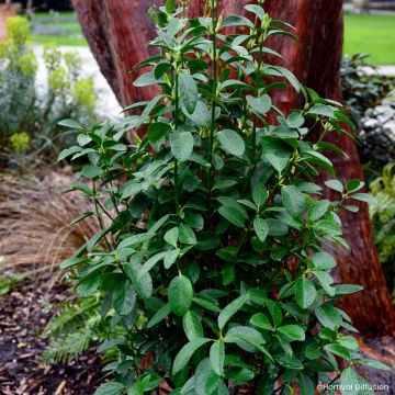 Evónimo do Japão Green Millenium