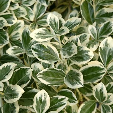 Evónimo do Japão Kathy